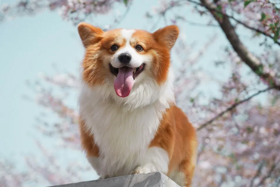Happy pets