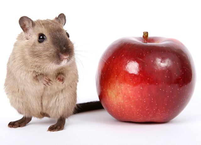 hamster beside apple